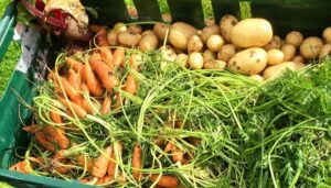 Vegetables grown in Croxteth Community Garden - picture courtesy of Croxteth Community Garden Facebook