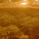 Image showing cannabis farm in Kirkdale.