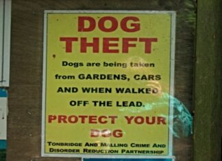 Dog Theft Poster