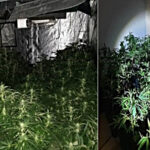 Cannabis farm found by Merseyside Police in St Helens. edit