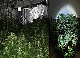Cannabis farm found by Merseyside Police in St Helens. edit