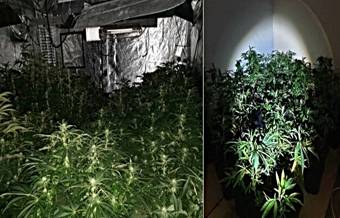 Cannabis farm found by Merseyside Police in St Helens. edit