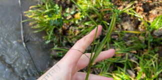 Hand holding a piece of thin-spiked wood sedge