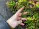 Hand holding a piece of thin-spiked wood sedge