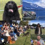 Mowgli Dog Show, Wirral