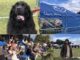 Mowgli Dog Show, Wirral