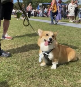 A corgi relaxing at the Mowgli Dog Show, Wirral