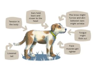 Signs a dog is feeling anxious ©Dog's Trust