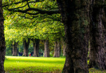 Sefton Park, Liverpool. Photo via Alamy