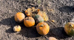 Pumpkin Photo By Sadie Gilbert