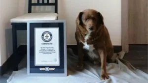 Bobi the world's oldest dog (c) Guinness World Records