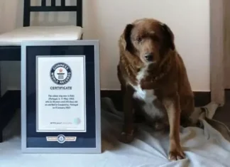 Bobi the world's oldest dog (c) Guinness World Records