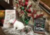 Christmas decorations taken by Abigail Ford