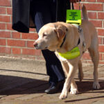 A guide dog, with its owner (visible from the waist down) holding onto its harness.