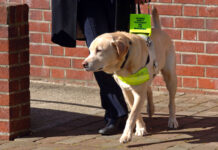 A guide dog, with its owner (visible from the waist down) holding onto its harness.