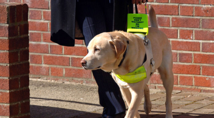 A guide dog, with its owner (visible from the waist down) holding onto its harness.