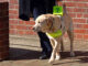 A guide dog, with its owner (visible from the waist down) holding onto its harness.