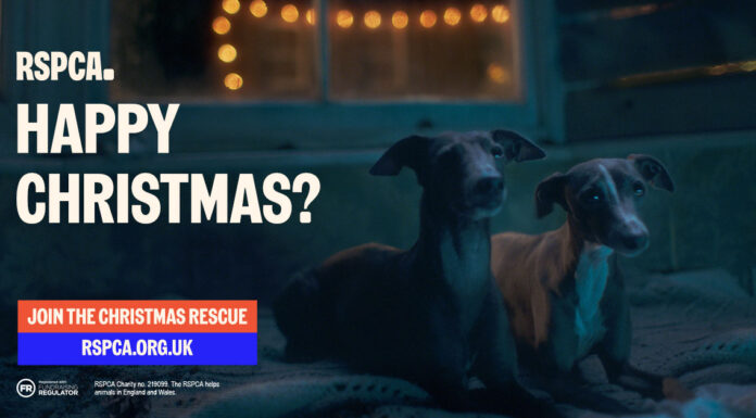 Join the Christmas Rescue photo - RSPCA