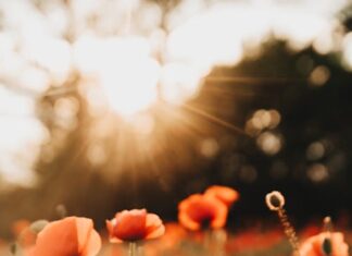 Poppies (c) Alesia Krozik via Pexels