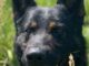 PD Mizz (c) Merseyside Police