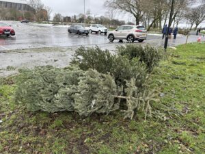 Christmas trees in Stanley Park car park