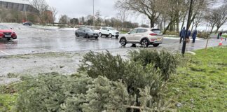 Christmas trees in Stanley Park (c) Amun Bains