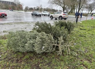 Christmas trees in Stanley Park (c) Amun Bains