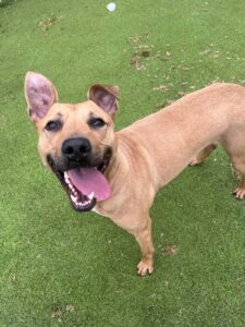 Scooby after Credit RSPCA Wirral and Chester Branch