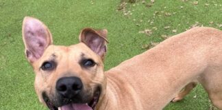 Scooby after Credit RSPCA Wirral and Chester Branch