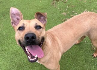 Scooby after Credit RSPCA Wirral and Chester Branch