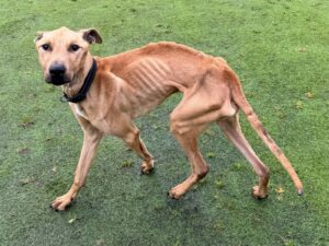 Scooby before Credit RSPCA Wirral and Chester Branch