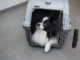Liverpool dog trainer supports new measures on dog imports