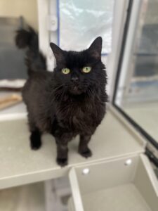 Photo of Rita, a 15-year-old black cat, at the Cats Protection Merseyside Centre.