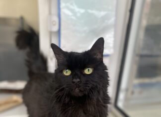 Photo of Rita, a 15-year-old black cat, at the Cats Protection Merseyside Centre.