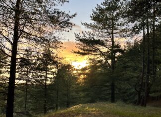 Formby Woods. Photo (C) Rebecca Thompson