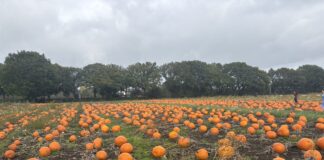 Pumpkin Patch at Halloweenville