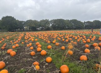 Pumpkin Patch at Halloweenville