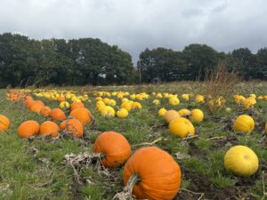 Pumpkin patch