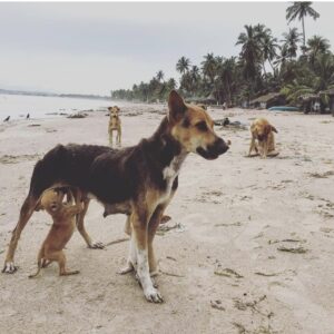 Image of stray dogs on a beach in Sri Lanka.
