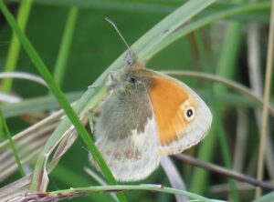 A butterfly is resting quietly among blades of green grass in a natural outdoor setting. Its wings are partially open, revealing a striking contrast in colors and patterns. The upper section of the wings is a vivid orange, adorned with a bold black-and-white eyespot that resembles a watchful eye. This marking stands out sharply against the surrounding hues. The lower portion of the wings fades into a soft grayish-brown, speckled with delicate white spots that give it a textured appearance. The butterfly's body is covered in fine, fuzzy hairs, and its slender antennae curve gently forward. The surrounding grass is lush and fresh, with thin blades crisscrossing in the background, creating a peaceful and intimate view of this small creature in its natural habitat.