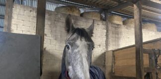 Horse at stables at Woodside Farm