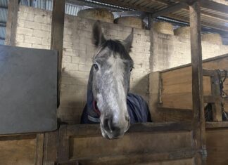Horse at stables at Woodside Farm