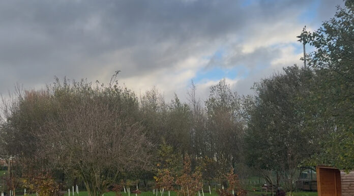 Vandalised Eco Therapy Garden in Knowsley showing green shoots of renewal Knowsley Eco Therapy Garden