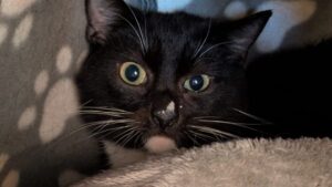 image shows black cat up for adoption
