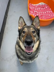 Image shows German Shepard dog, Bella, up for adoption at Freshfields Animal Rescue Centre