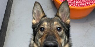 Image shows German Shepard dog, Bella, up for adoption at Freshfields Animal Rescue Centre