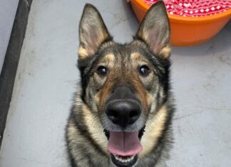 Image shows German Shepard dog, Bella, up for adoption at Freshfields Animal Rescue Centre