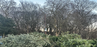 Christmas trees out for recycling. Copyright: Charlie Colson (BAJ 2025)