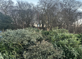 Christmas trees out for recycling. Copyright: Charlie Colson (BAJ 2025)