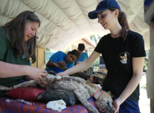 Kate Marriner administers treatment to a grey dog lying down.